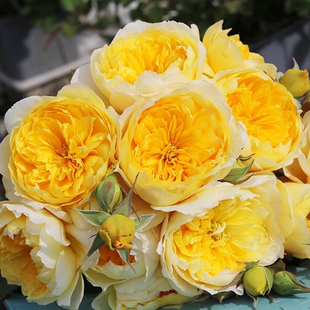 Роза парковая Татчин Мyн